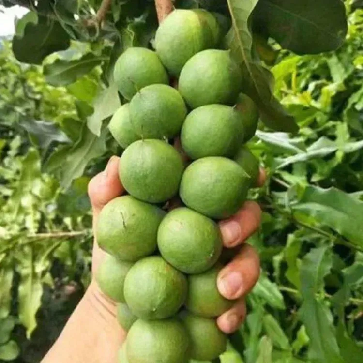 澳洲坚果树苗嫁接夏威夷桂热一号坚果树苗南北方种植盆栽地栽果树