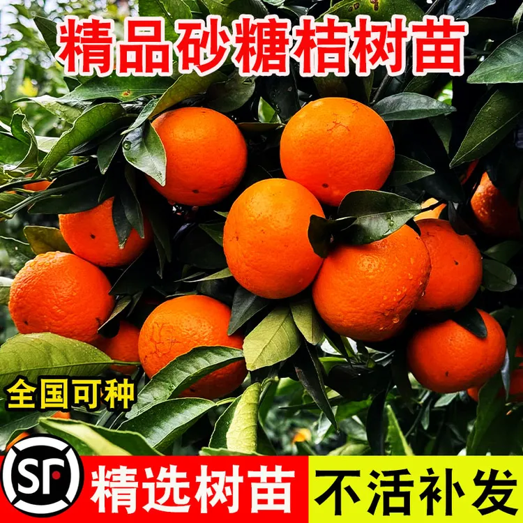  《金秋砂糖橘树苗》砂糖橘果树苗盆栽地栽阳台庭院南北方四季种植
