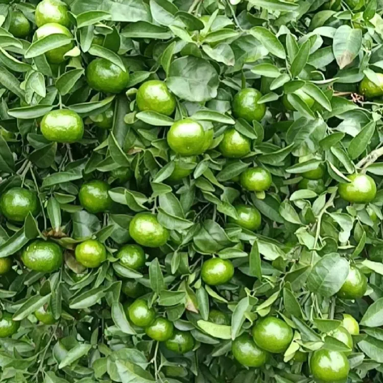 大分无籽青皮蜜桔蜜橘树苗苗橘子桔子大树盆栽特大水果树苗砂糖橘