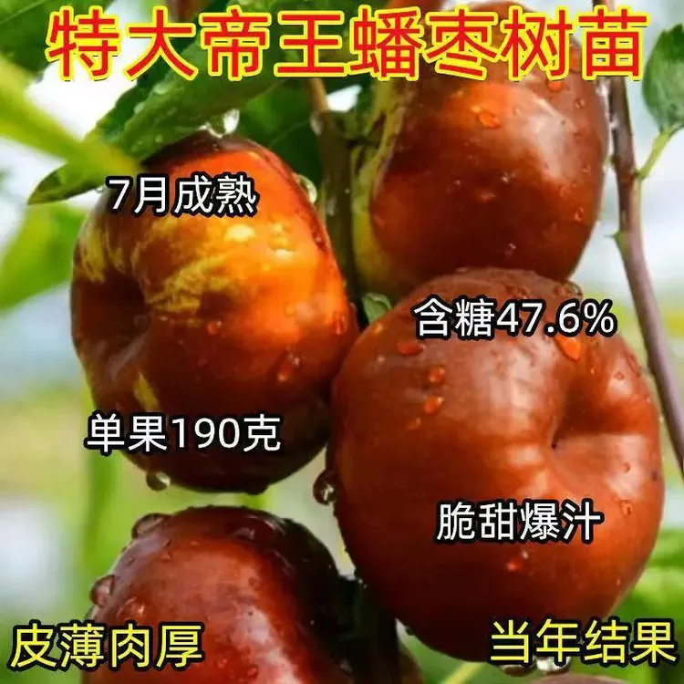 【离核大枣】帝王蟠枣树庭院耐寒四季种植大果枣树苗南北方适宜