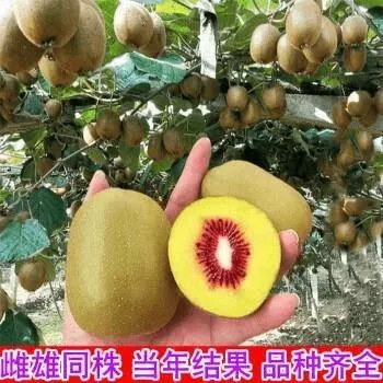 猕猴桃树正宗红心徐香软枣弥猴桃嫁接树苗南方北方种植奇异果树苗