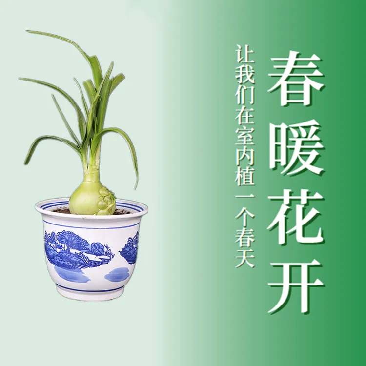 虎眼万年青茶万年青盆栽食用自然草药胶囊精选甄选冻干粉球干养殖