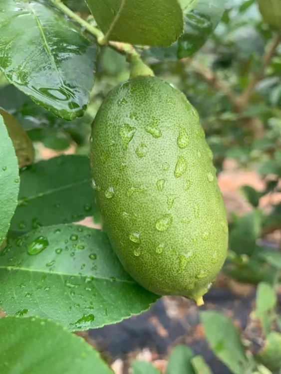 云南西双版纳正宗无籽香水柠檬2-5斤独立包装产地直发