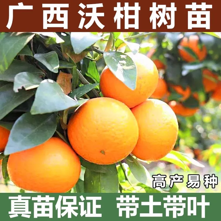 正宗新鲜广西沃柑一年苗，香橙嫁接一年生苗，南方种植48小时发货