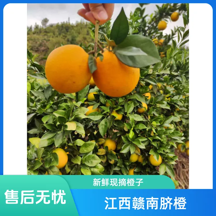 江西赣南脐橙10斤大果榨汁肉细营养香甜 细腻 橙味 新鲜 酸甜快递