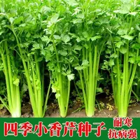 【全店满5元包邮】【3】四季小香芹种子