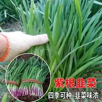 全店满5元包邮】【59】紫根韭菜纯天然种子蔬菜