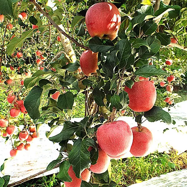 韵香滇园【热销】[大果12斤]云南昭通苹果糖心甜脆现摘水果无残留