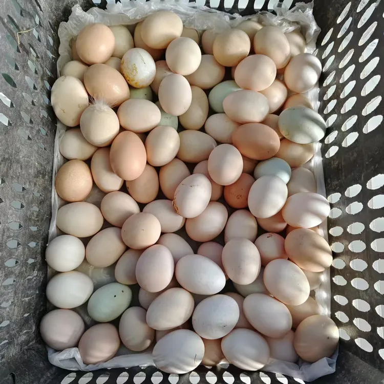 农家散养土鸡蛋新鲜营养美味生鲜鸡蛋（净重不低于3斤）