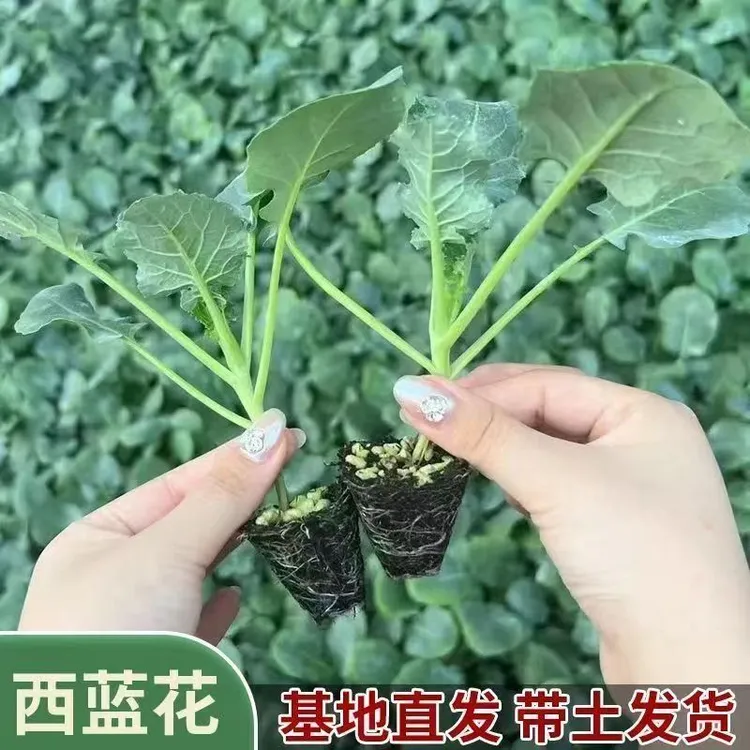 西兰花苗有机花菜苗秧苗蔬菜苗西蓝花大苗四季阳台盆栽苗【包活】