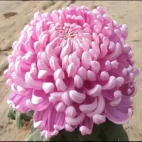【粉国华】九月菊大花盆栽 菊花大苗 大花系列开花漂亮耐寒植物