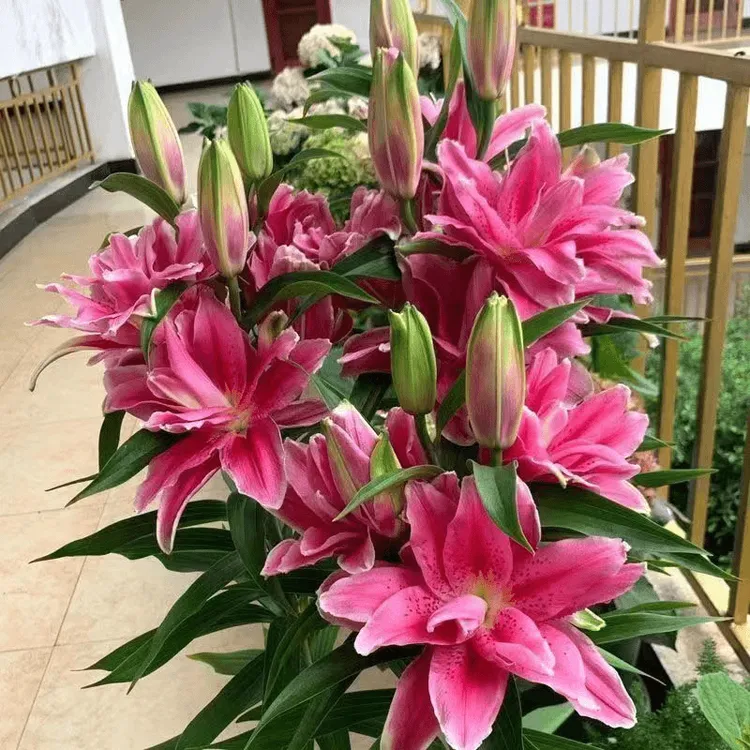 香水百合种球四季花卉好养易活盆栽室内花植物种子浓香百合花种球