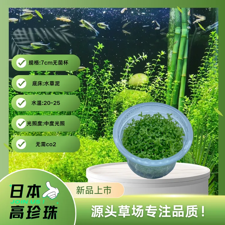 【日本高珍珠】前中后景水草 无菌杯水草系列 鱼缸造景水草