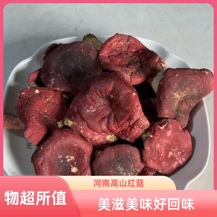 河南高山红菇炖汤煮面食材营养佳品