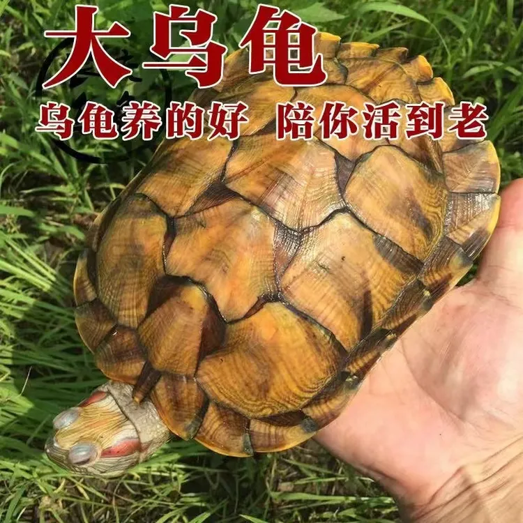 【招财黄金龟】宠物巴西龟活物情侣乌龟深水龟观赏龟宠物小乌龟