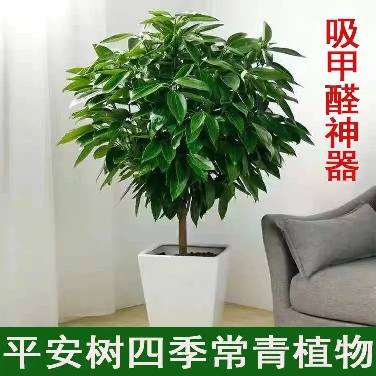平安树幸福树盆栽绿植花卉四季常绿植物好养室内客厅阳台办公室