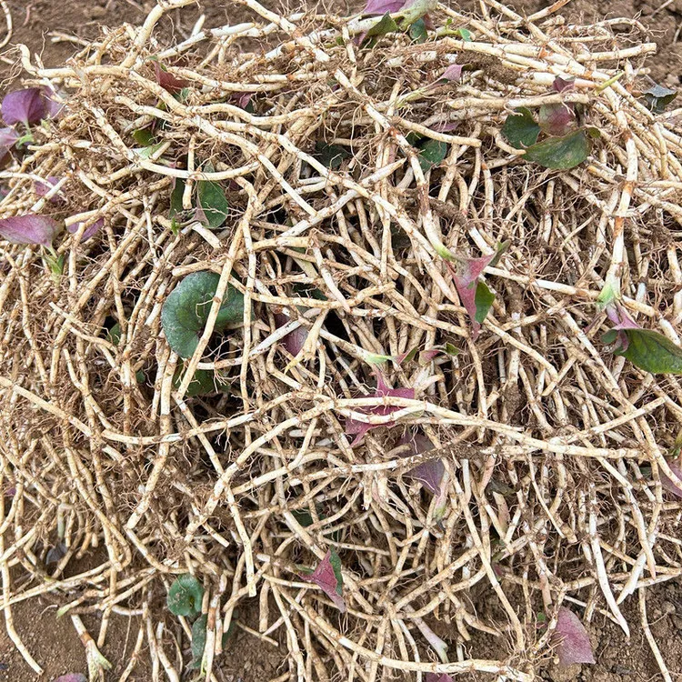 贵州地方生长折耳根鱼腥草种植蔬菜食用凉拌煲汤自种发货1-5斤