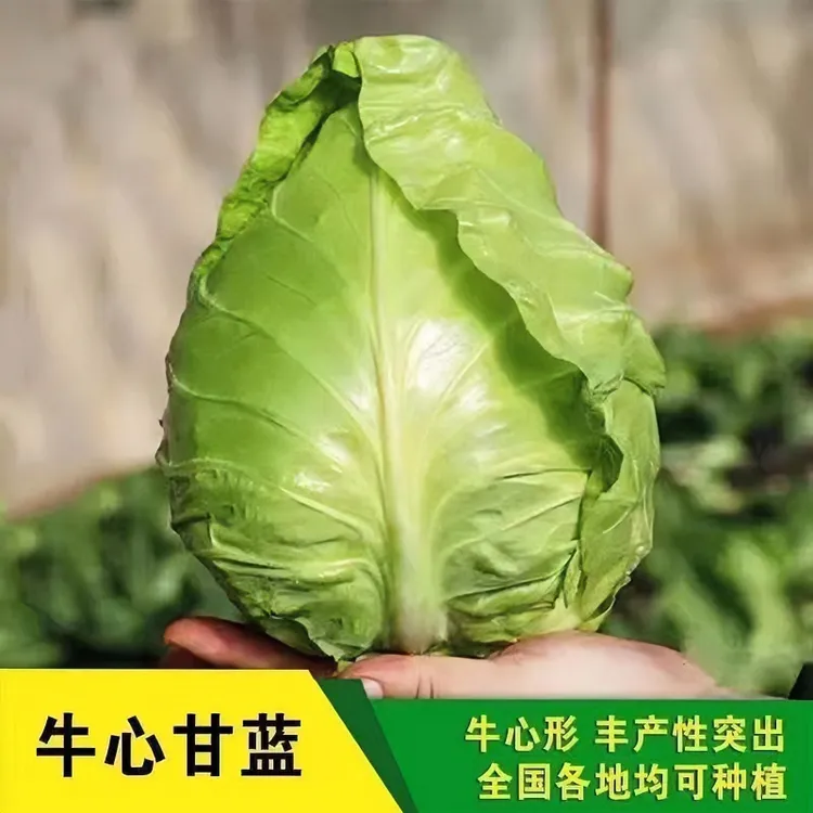 牛心包菜甘蓝苗子2