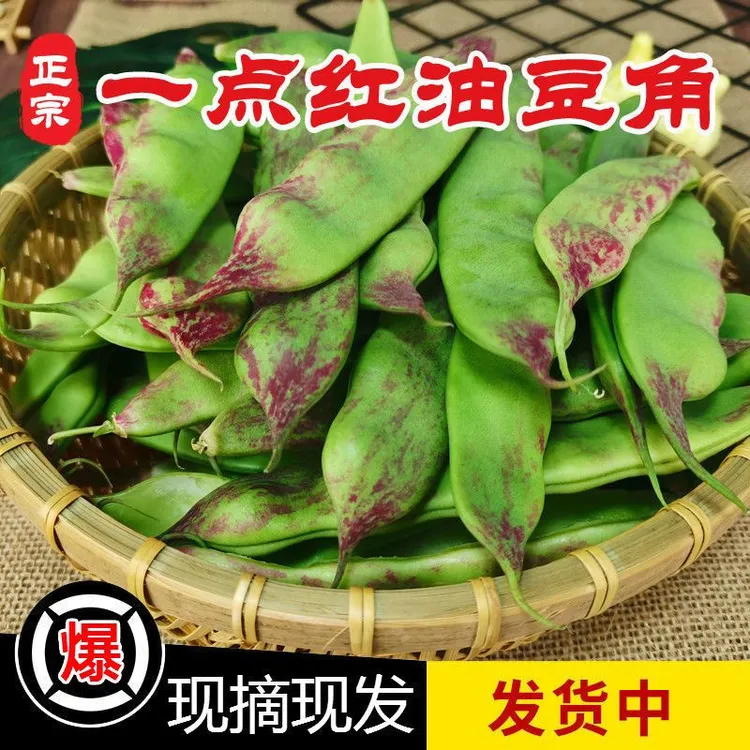 （现摘）东北油豆角一点红新鲜蔬菜面豆角开锅烂当季九月青油豆角
