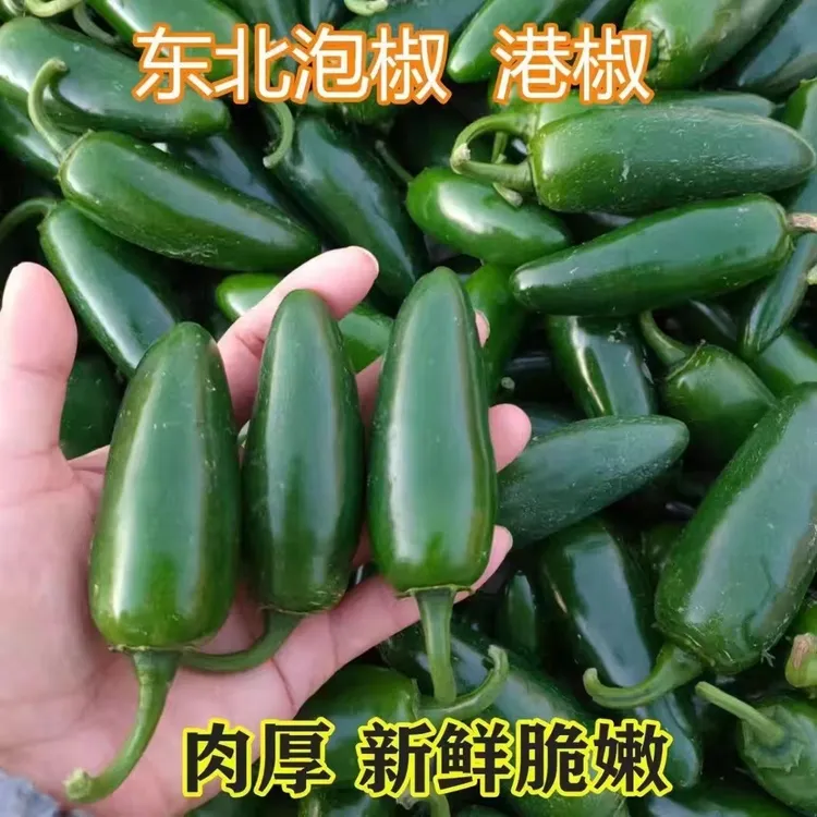 东北港椒泡椒5斤新鲜蔬菜腌制辣椒咸菜港椒1斤肉厚港椒辣椒