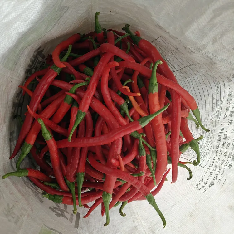 【变态辣红辣椒】陕西二荆条红辣椒新鲜蔬菜农家种植自然生长生态菜