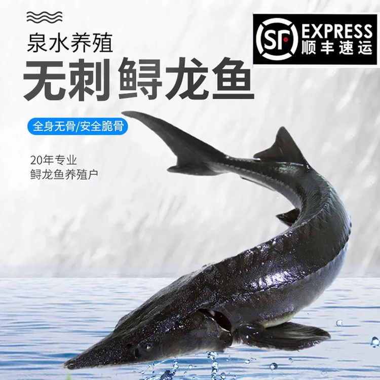 年货食用鲟龙鱼鱼中华鱼鲜活无刺鱼尖嘴鱼脆骨软骨送礼礼品生鲜鱼