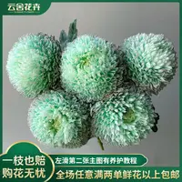 【云舍花卉】【抹茶绿】吸色牡丹菊全场任意满两单及以上鲜花包邮发货