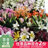 【云舍花卉】【百合小盒】【任意百合两份】任意满2单及以上鲜花包邮