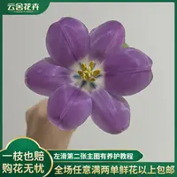 【云舍花卉】【方德】【幽梦】郁金香全场任意满两单及以上鲜花包邮发货