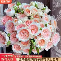 【云舍花卉】【杏色拉拉队】多头玫瑰 全场任意满两单及以上鲜花包邮