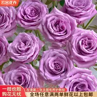 【云舍花卉】【紫霞仙子】单头玫瑰 全场任意满两单及以上包邮