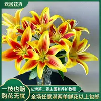 【云舍花卉】【皇冠】【亚百合小花苞】任意满两单及以上鲜花包邮发货