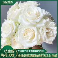 【云舍花卉】【方德荷冠】白雪山单头玫瑰全场鲜花满2单及以上包邮