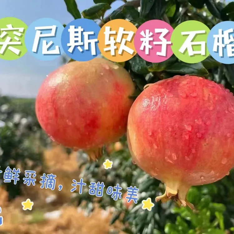 【自家种植 现摘现发】四川会理突尼斯软籽石榴 坏果包赔  