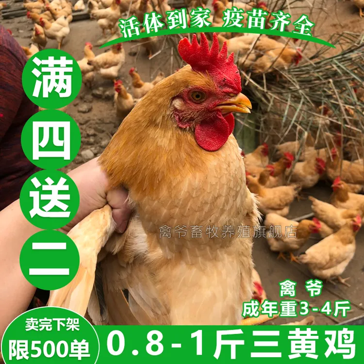 1斤三黄鸡苗青年霞烟鸡到手4只成年古典鸡鸡苗 公鸡母鸡活体发货