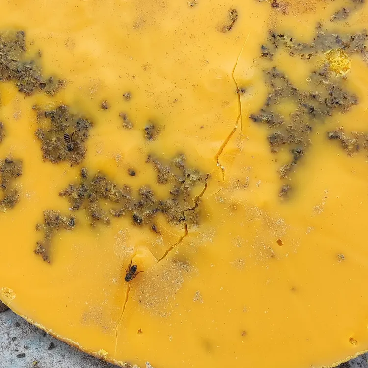 蜜蜂蜡 中蜂老脾巢蜡 土蜂蜂蜡 中蜂招蜂蜡诱蜂蜡蜂桶蜂箱蜜蜂蜡