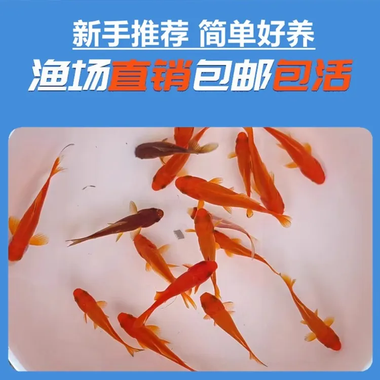草金鱼活体观赏鱼冷水锦鲤小金鱼活鱼龙睛蝶尾鱼闯缸鱼饲料鱼包邮