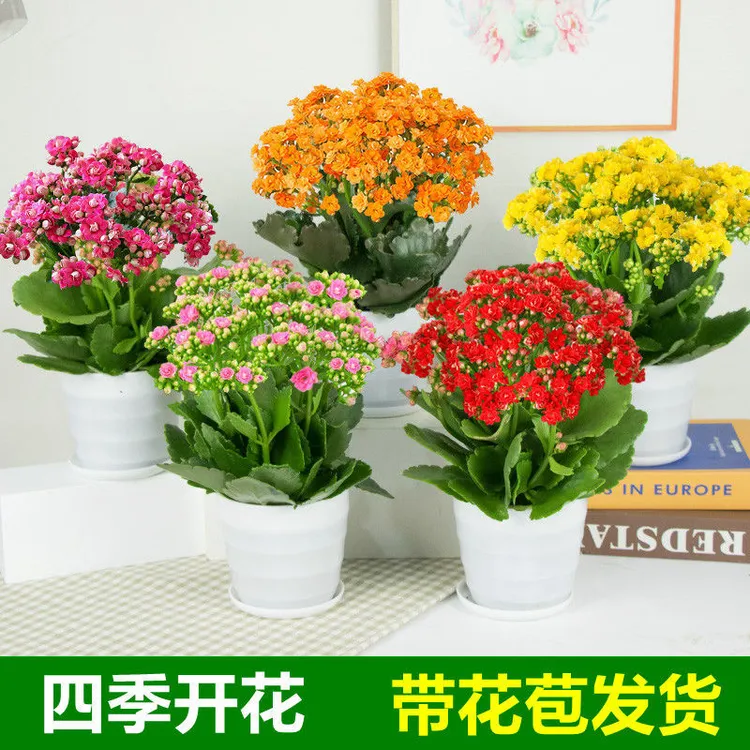 【长寿花】四季开花盆栽花卉重瓣大花植物养护绿植带花苞生长好养