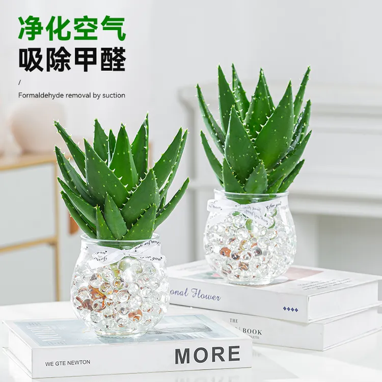 优选人气耐旱芦荟盆栽水培植物净化空气办公室桌面绿植盆栽室内