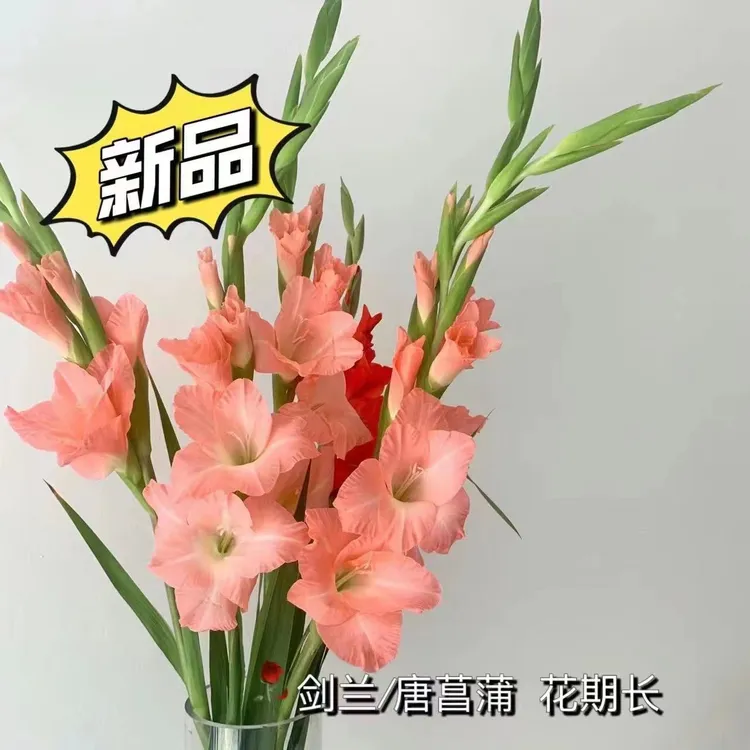 剑兰鲜花水培鲜花步步高升室内插花装饰客厅摆放高档水培广州直批