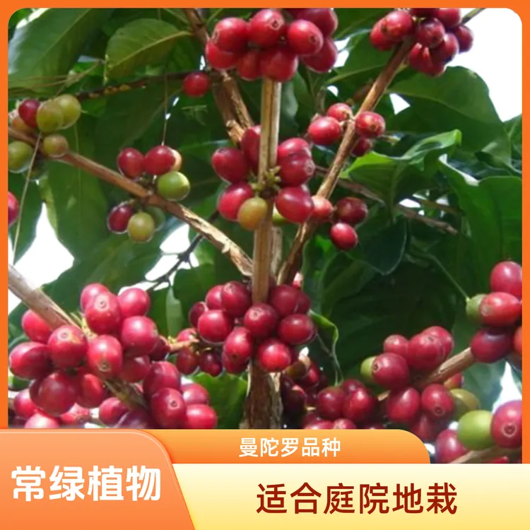 咖啡苗 咖啡树苗 云南卡迪姆咖啡树苗咖啡小粒苗盆栽庭院地栽树苗