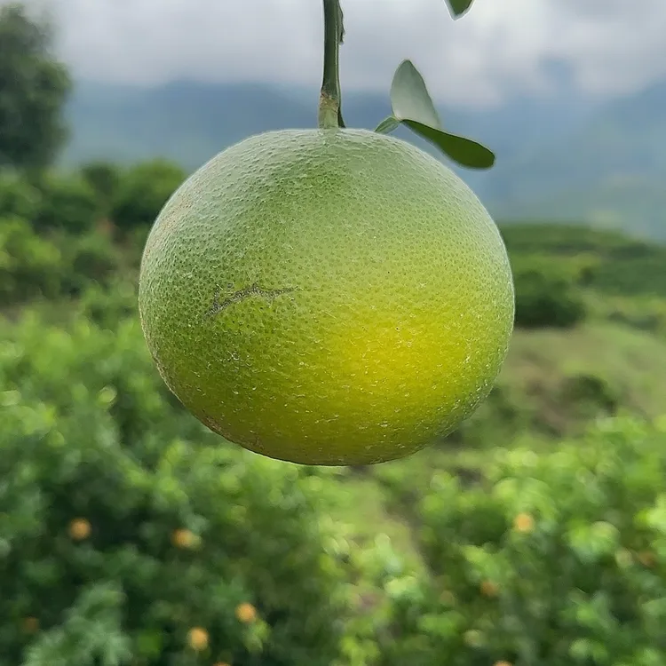 云南哀牢山 热带鸡尾葡萄柚 翡翠爆汁柚生态种植肉脆清甜 