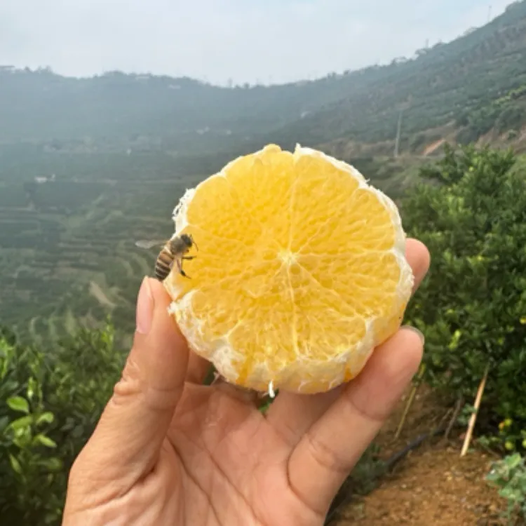 【不打保鲜剂】正宗云南哀牢山冰糖橙新鲜橘子自然成熟应季现摘现发