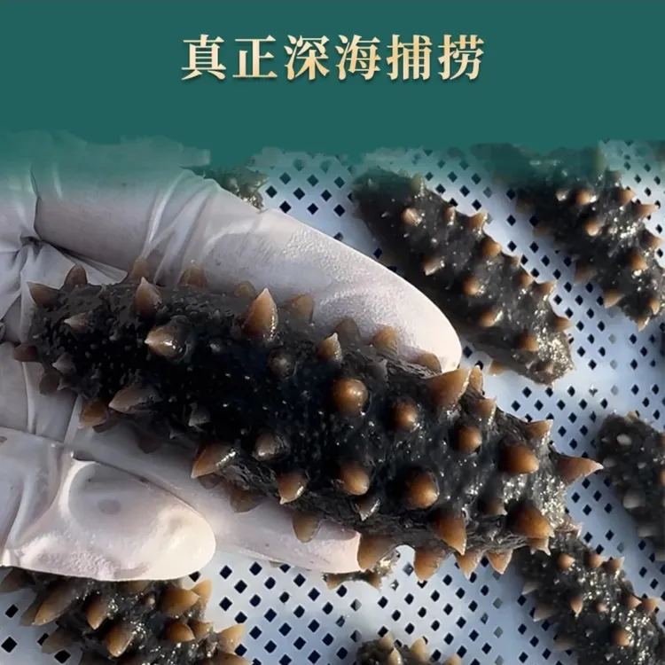 吴忙岛野生鲜食海参5斤/大连长海辽刺参无水发即食【天花板吃法】