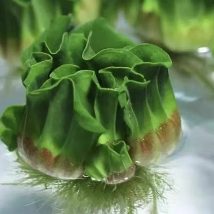 净化水质牡丹萍水芙蓉水草缸苗水培植物草池塘水养小型鱼缸造景