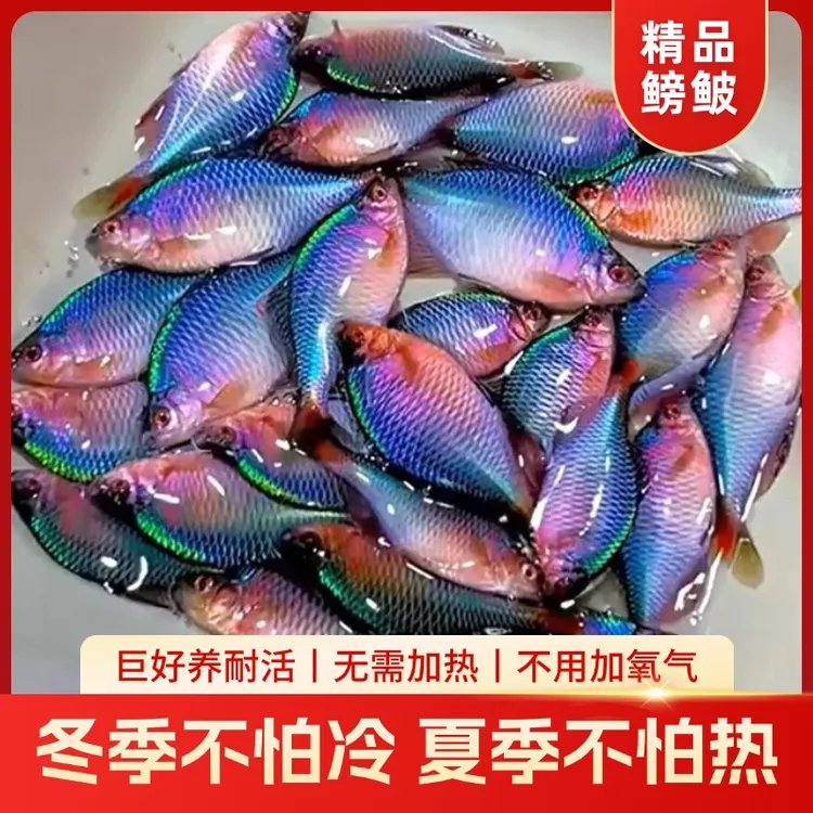 【观赏鱼】鳑鲏鱼 旁皮鱼冷水鱼原生鱼七彩高体旁皮活体小型淡水鱼