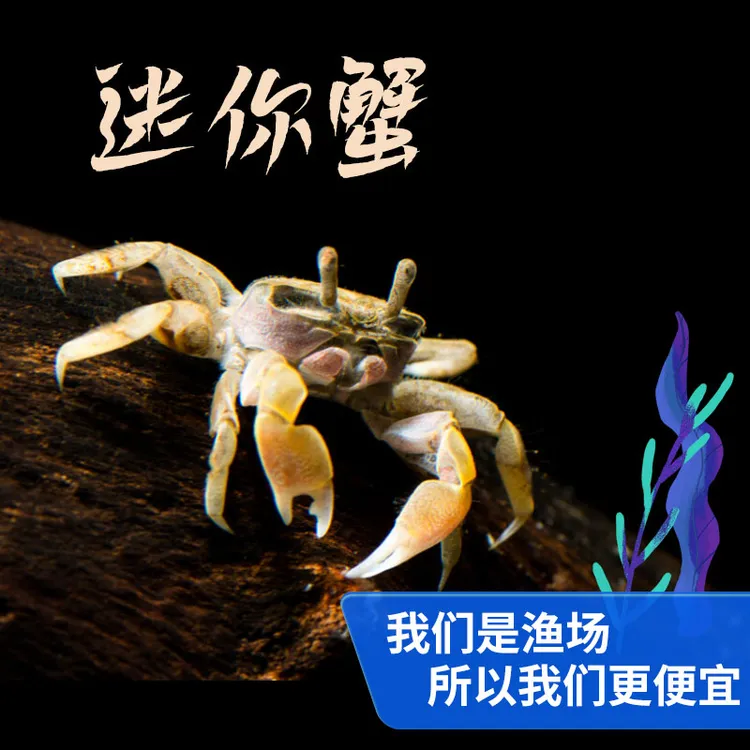 观赏鱼斑马鱼观赏蟹活体迷你辣椒蟹观赏螃蟹宠物蟹活体蟹
