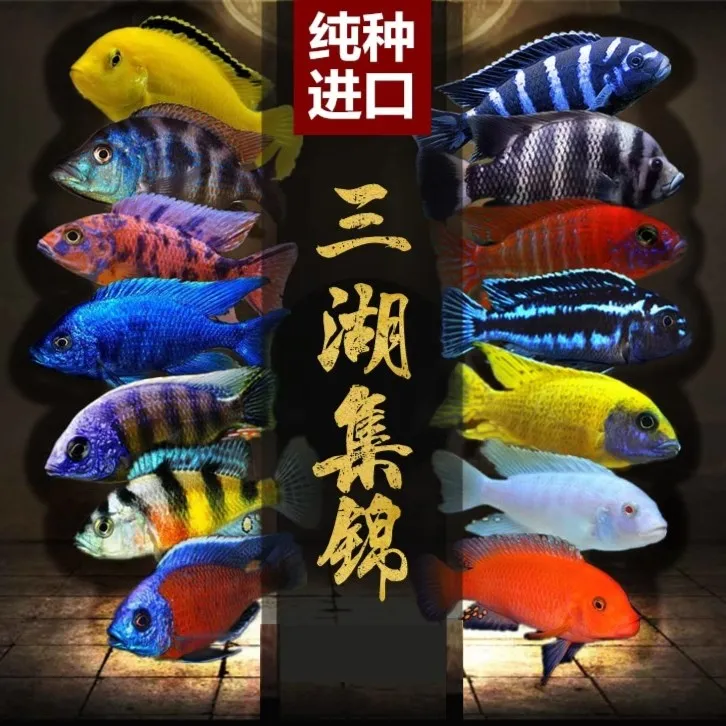 热带观赏鱼小型三湖慈鲷自然发色鱼孔雀岩栖六间小丑勾鼻热带鱼