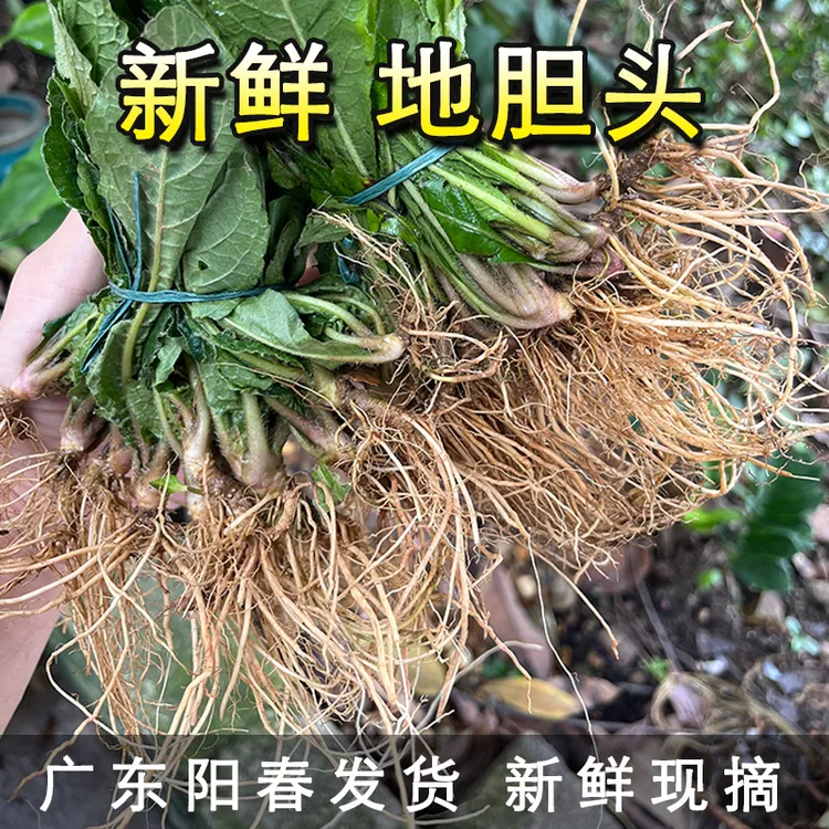 新鲜现挖地胆头苦地胆广东阳春乡村野生草鞋底地胆草煲汤产地直发