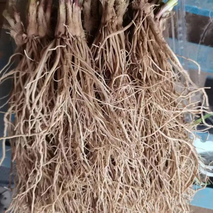 当年韭菜根韭菜苗现挖易成活绿色香韭菜苗盆栽四季